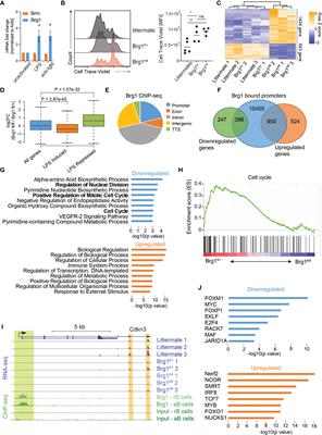 Brg1 Supports B Cell Proliferation and Germinal Center Formation Through Enhancer Activation